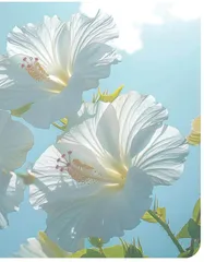好一朵木槿花