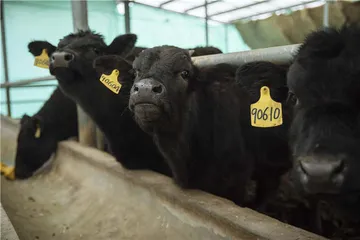 牛肉熟成主义3