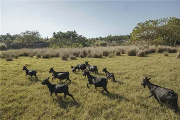 椰子树下食羊记4