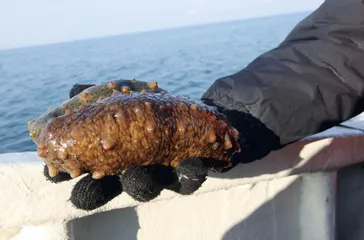 大连海参1