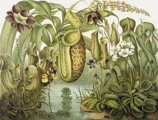 植物神经生物学的诞生