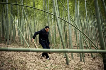 天目笋干6