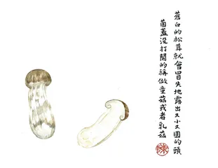 西藏松茸4