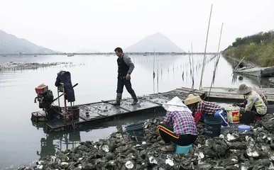 汕尾蚝