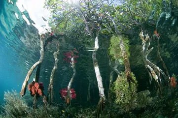 植物神经生物学的诞生7