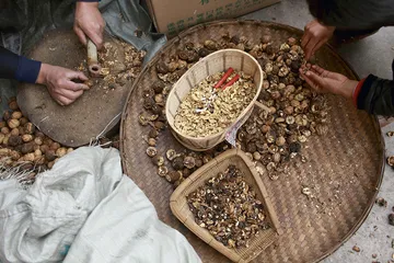 漾濞核桃1