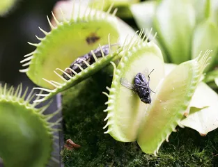 植物神经生物学的诞生10