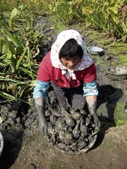 水八仙1