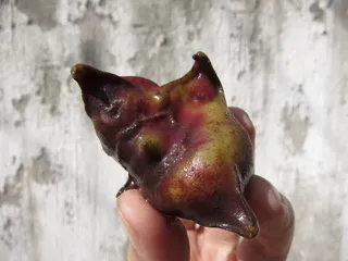 水八仙5