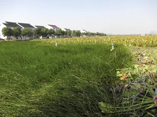 水八仙6