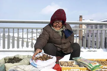 东北榛蘑3