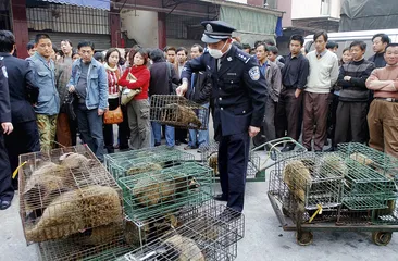 学者管轶：“狩猎”病毒，追踪SARS源头2