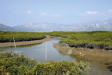 闽南血蚶6