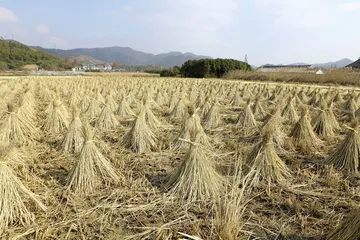 慈城年糕1