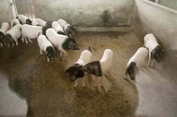 金华火腿2