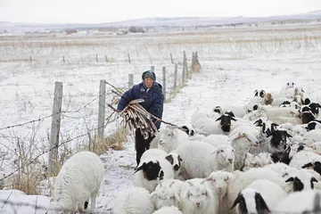 内蒙古雪灾：布日敦牧民饲草之困3