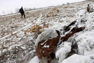 内蒙古雪灾：布日敦牧民饲草之困5