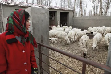 内蒙古雪灾：布日敦牧民饲草之困6