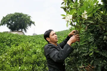 褚时健种橙记6