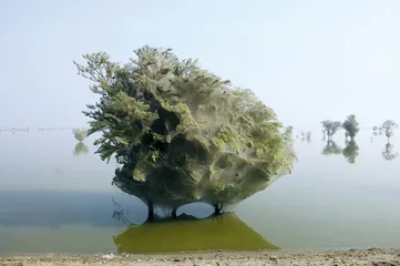 一只金蟾蜍之死与全球生态链