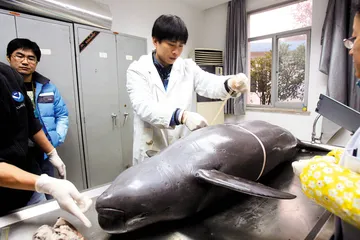 ​长江江豚命悬一线2