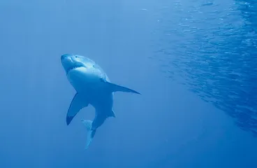 潜入海洋的深处3