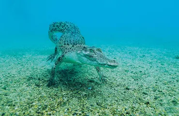 潜入海洋的深处4