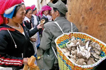 松茸：凡物松出，无不可爱1