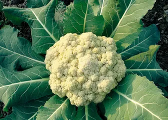 ​松花菜的故事2