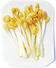 ​芽苗菜：早春时分的复古情怀1
