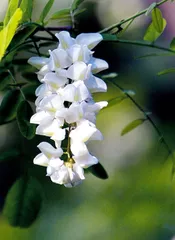 一碗槐花饭1
