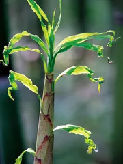 好笋知时节4