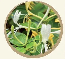 百花入药，不看颜值2