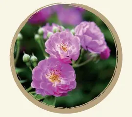 百花入药，不看颜值5