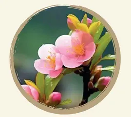 百花入药，不看颜值6