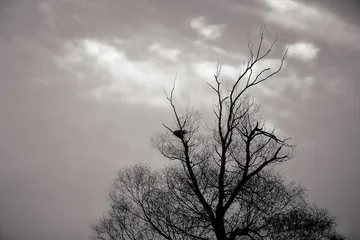 ​空巢究竟什么意思