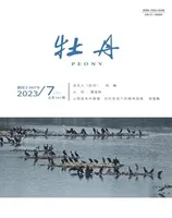 牡丹